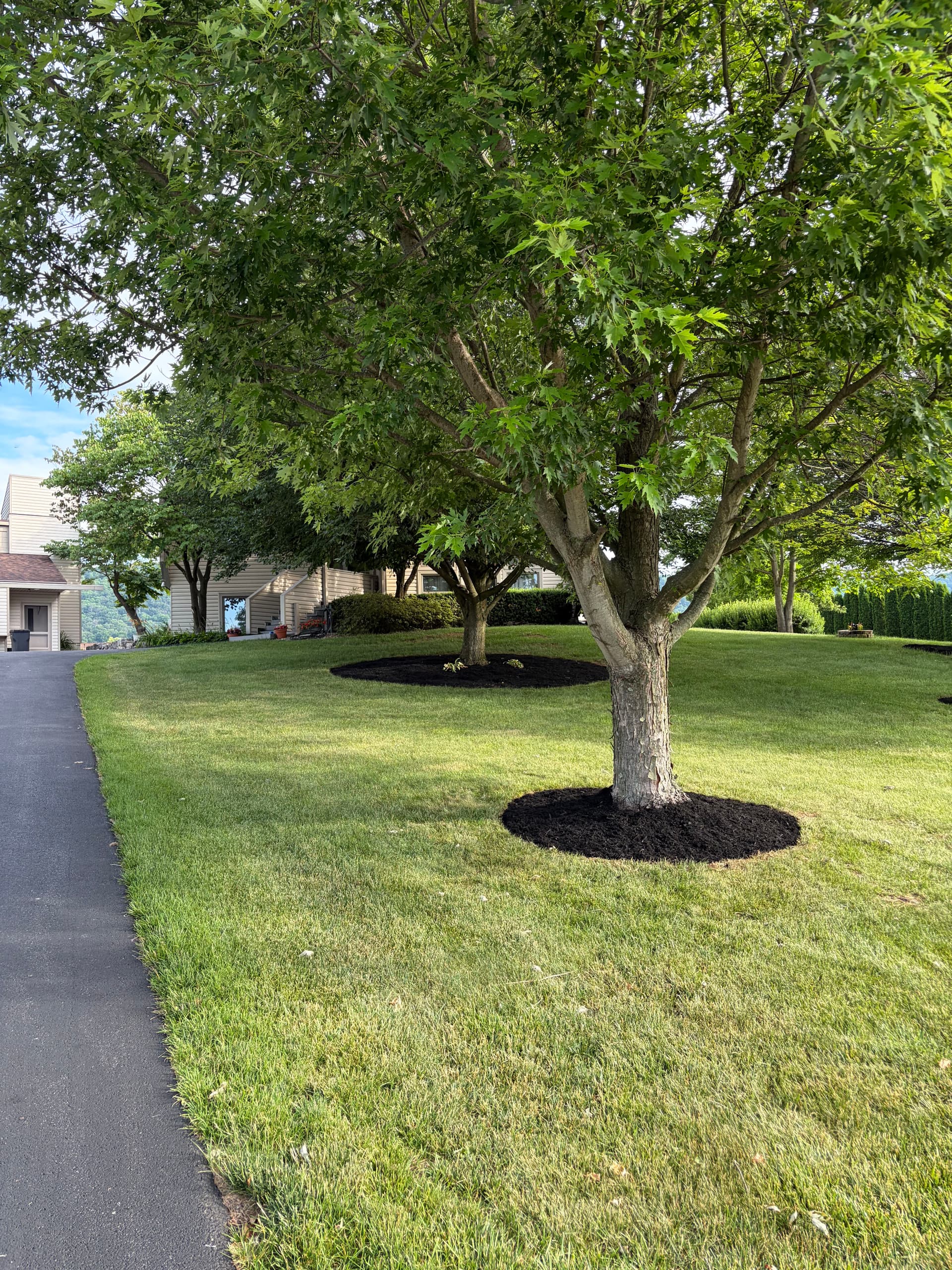 Fresh Black Mulch Around Tree Rings That Actually Makes a Difference image
