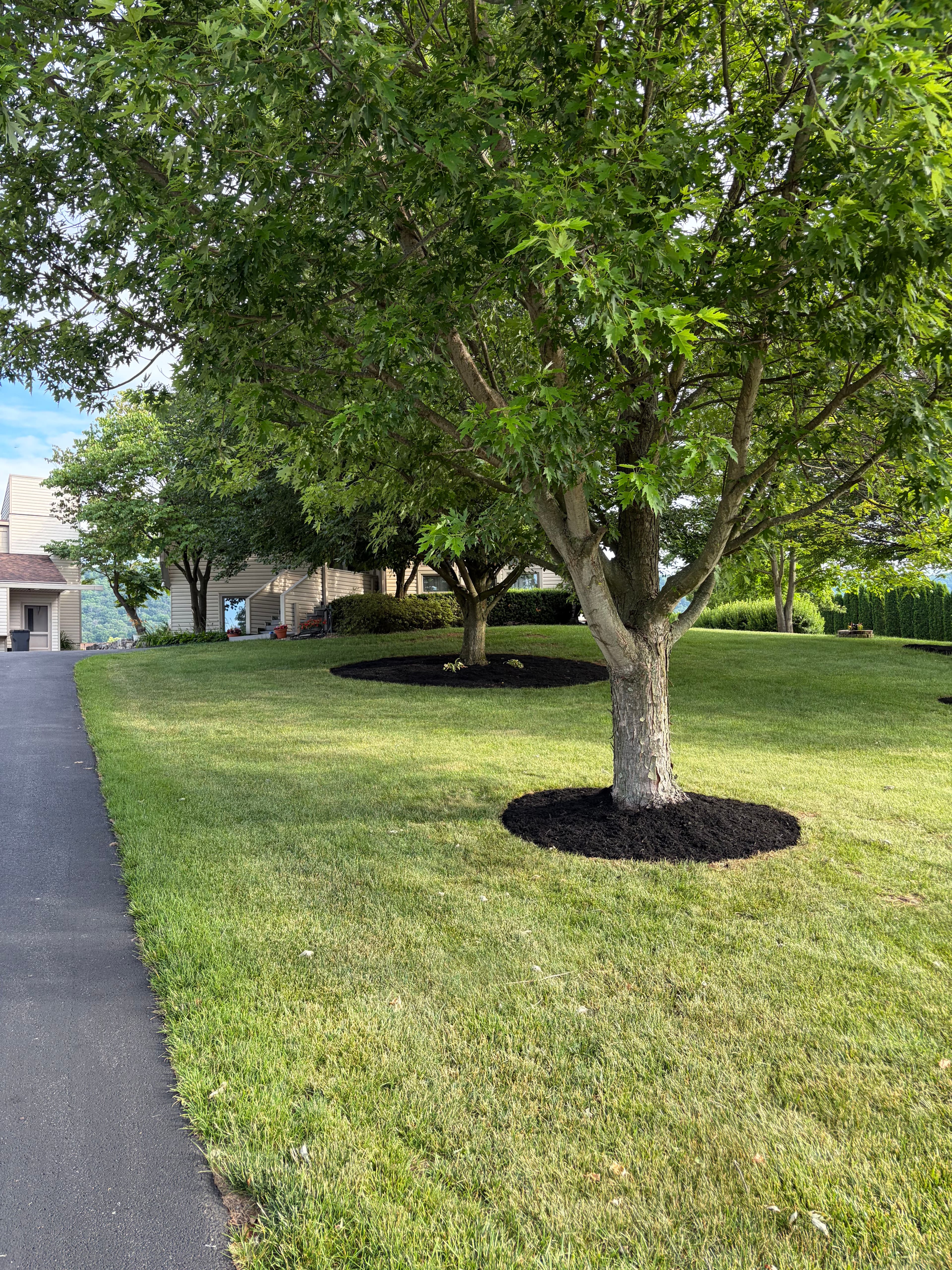 Project Fresh Black Mulch Around Tree Rings That Actually Makes a Difference image