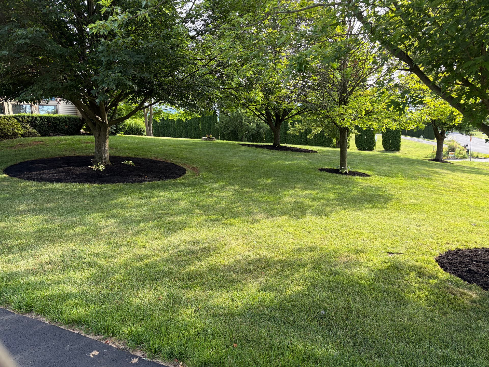 Gallery photos for Fresh Black Mulch Around Tree Rings That Actually Makes a Difference: Image #3