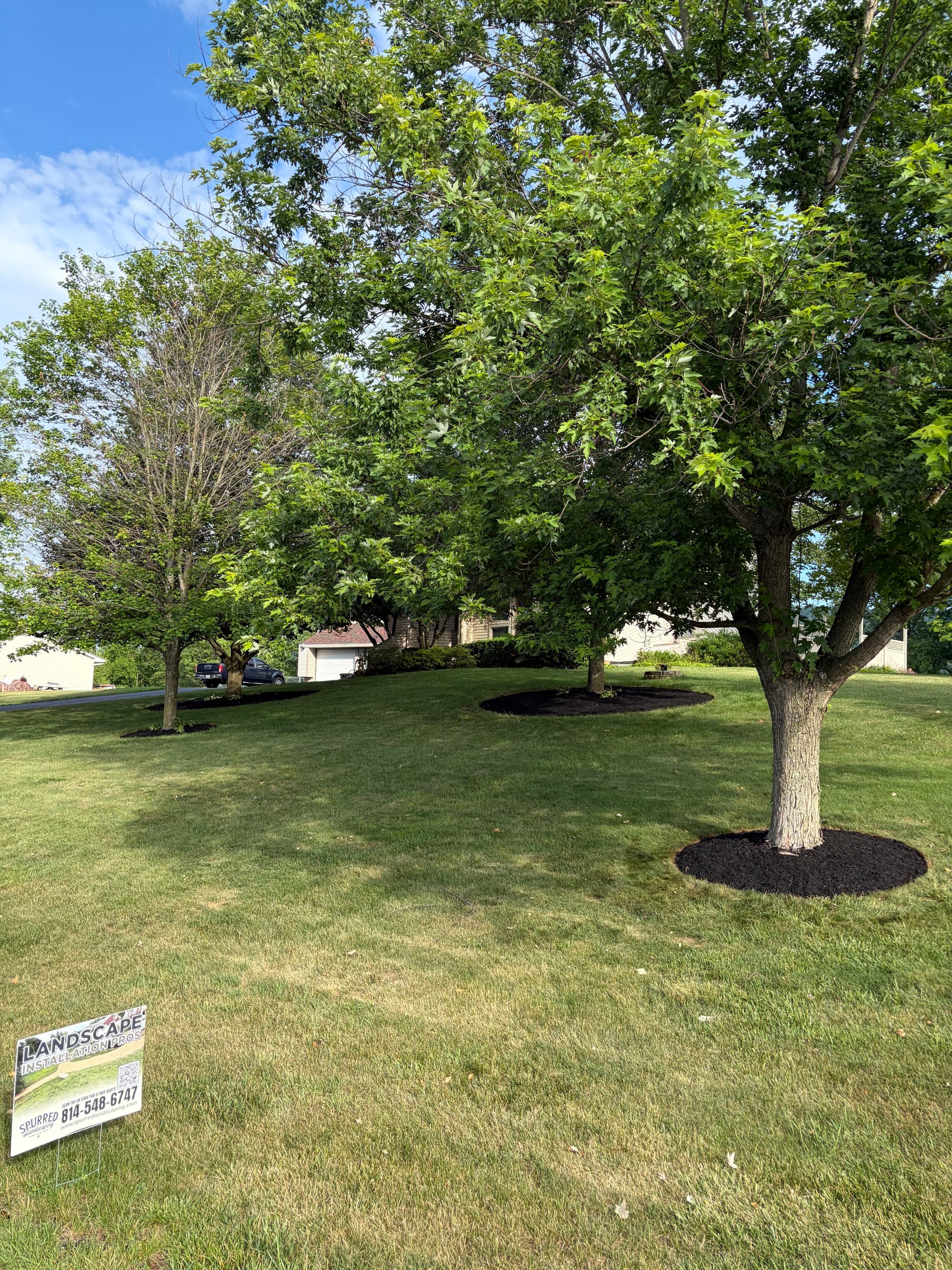 Gallery photos for Fresh Black Mulch Around Tree Rings That Actually Makes a Difference: Image #4