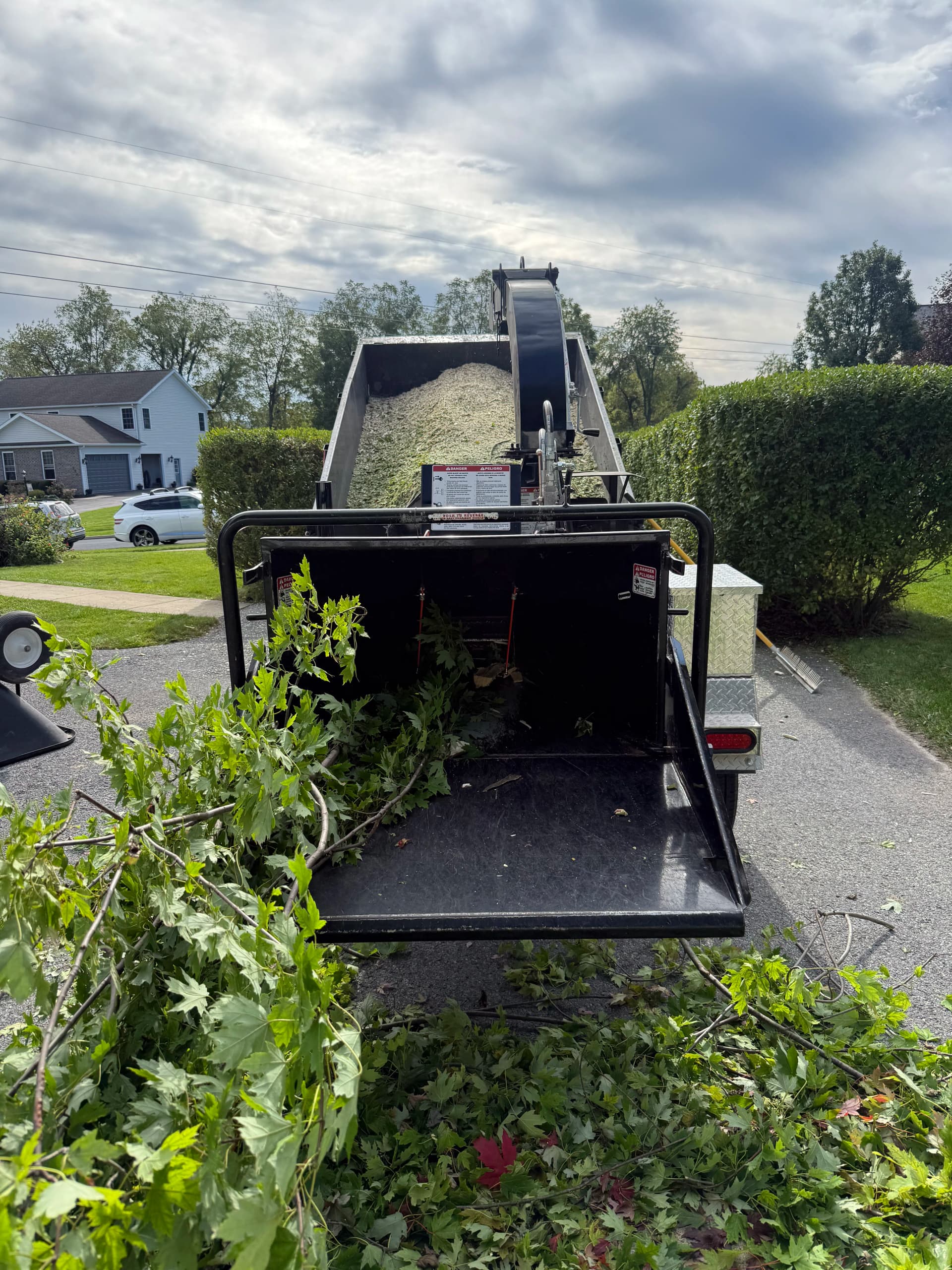 Tree Removal Done Right - Safe, Clean, and Efficient