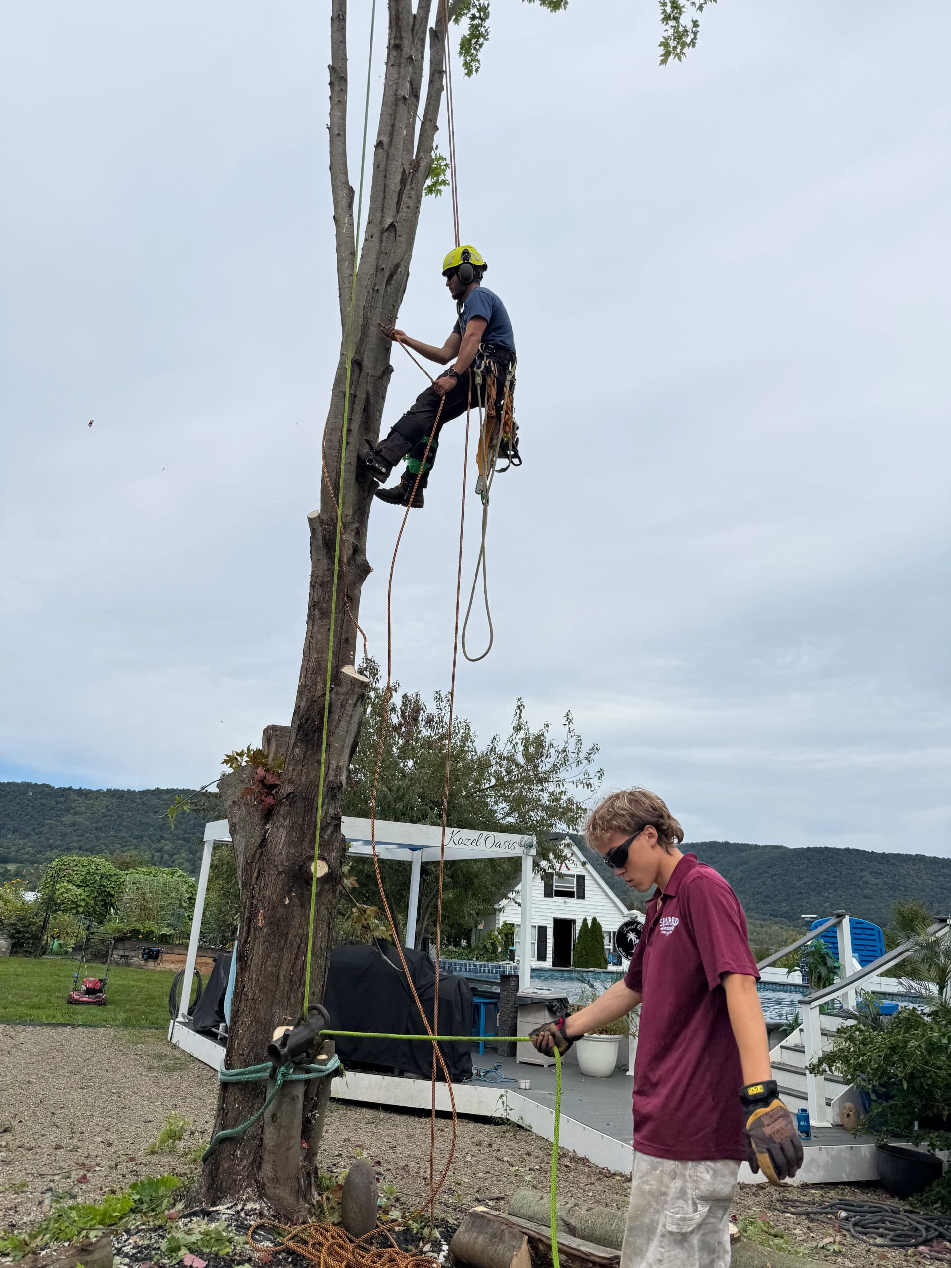 Tree Removal Done Right - Safe, Clean, and Efficient