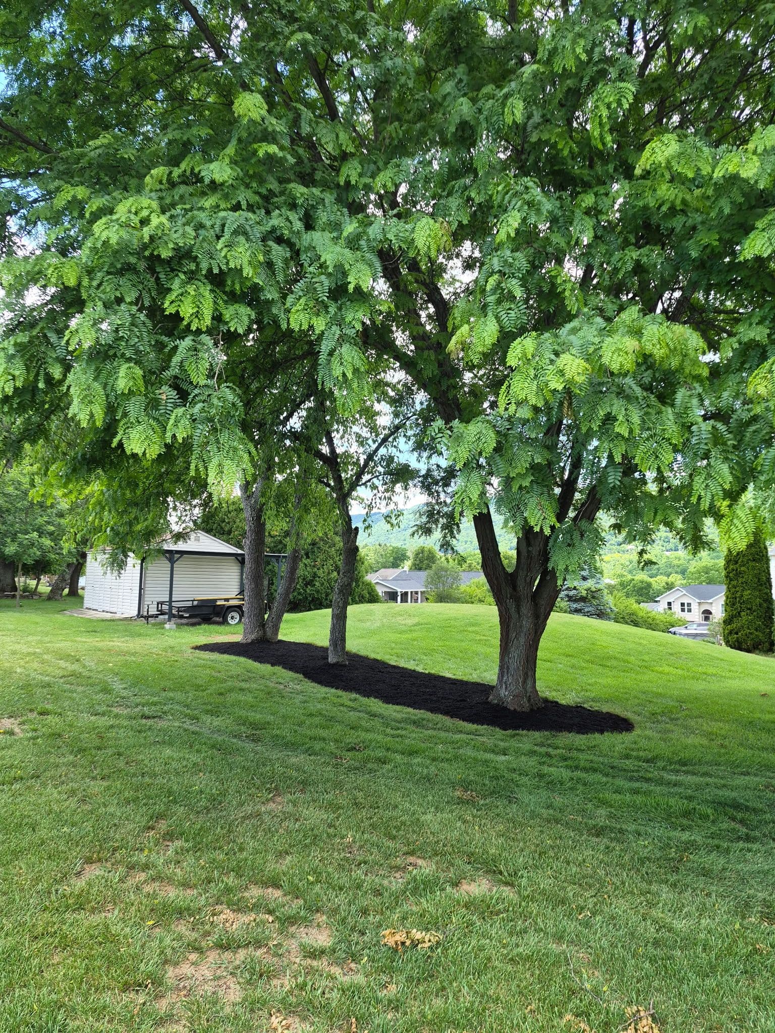 Gallery photos for Fresh Black Mulch Around Tree Rings That Actually Makes a Difference: Image #1