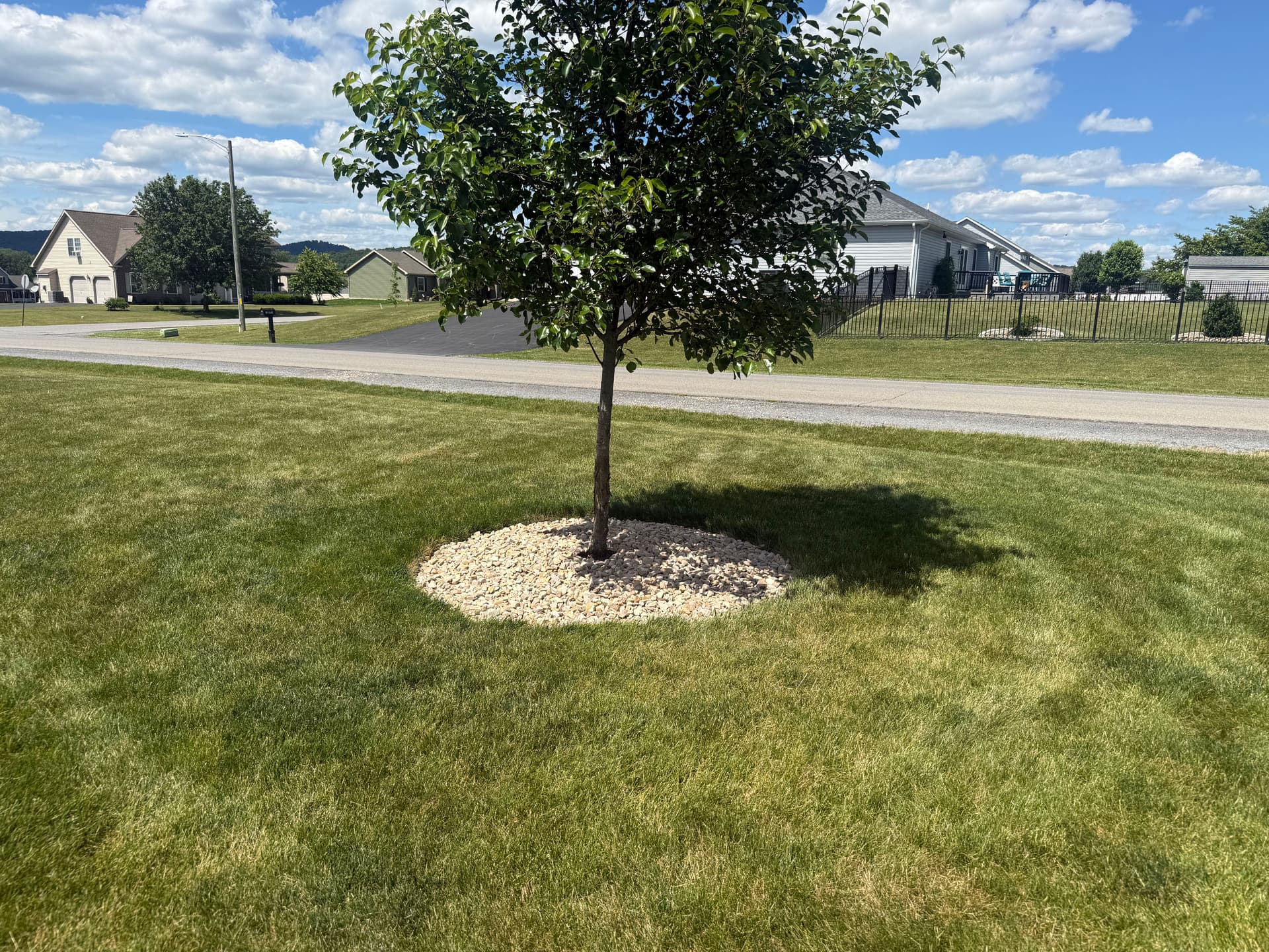 Gallery photos for Full Yard Overhaul - Stone Beds, New Plants, Concrete Slab and Lawn Restoration: Image #7