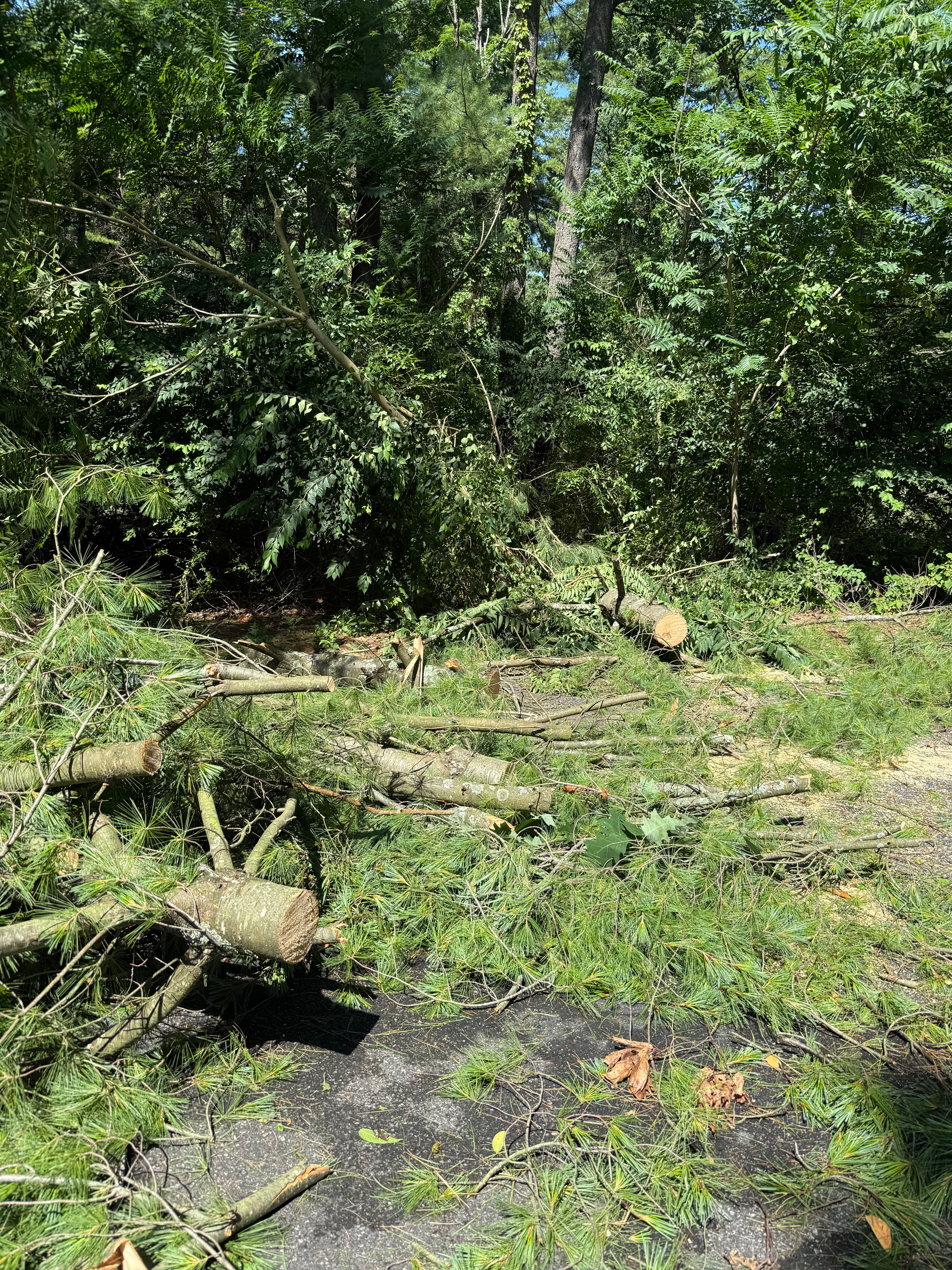 Project Storm Debris Blocking Your Driveway? Here's How We Handle It image