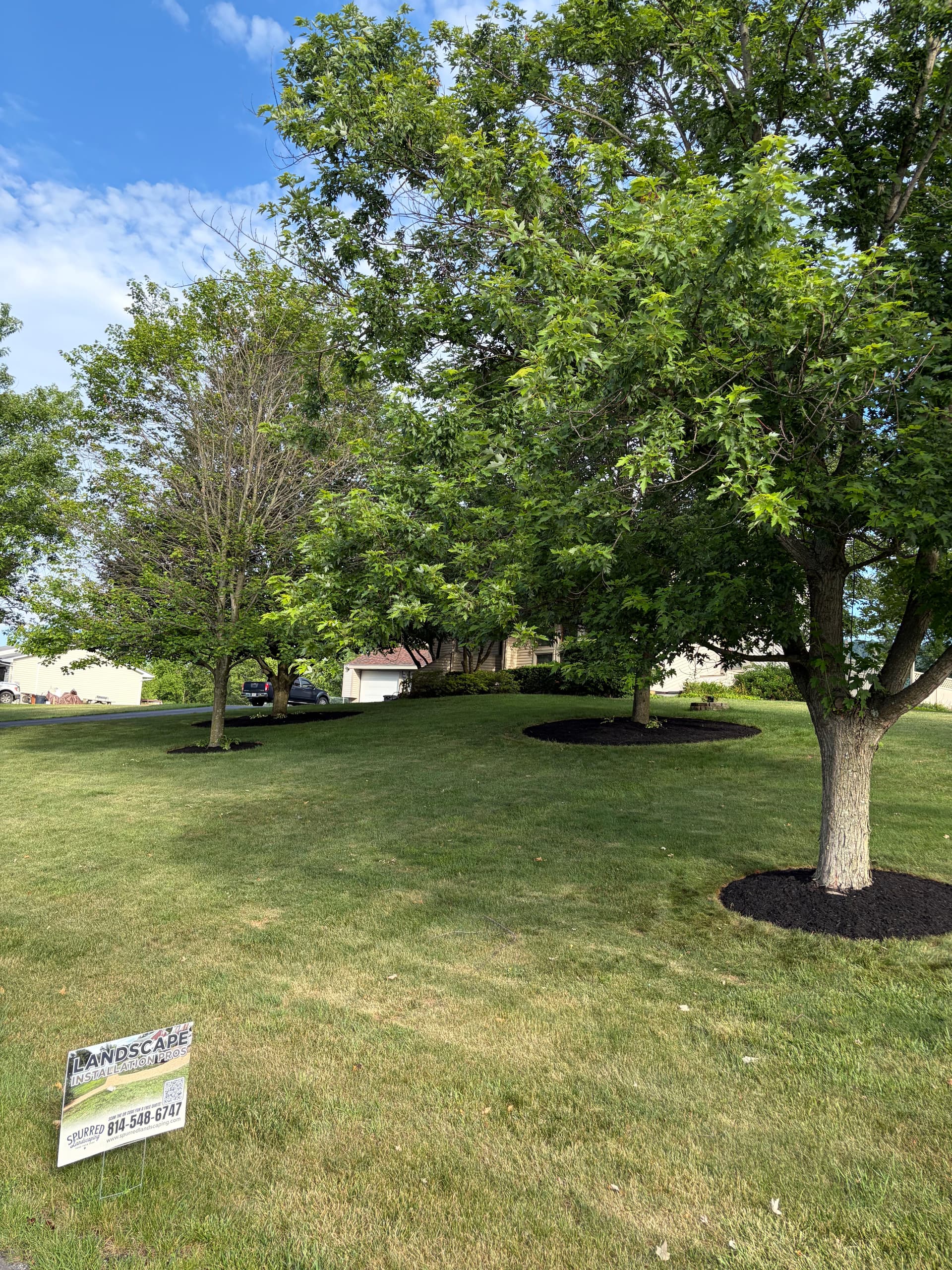 Gallery photos for Fresh Black Mulch Around Tree Rings That Actually Makes a Difference: Image #2