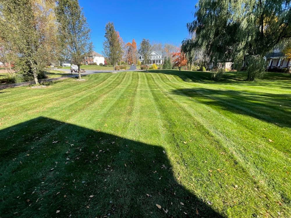 Well-maintained lawn with striped grass patterns and autumn trees in a suburban setting.