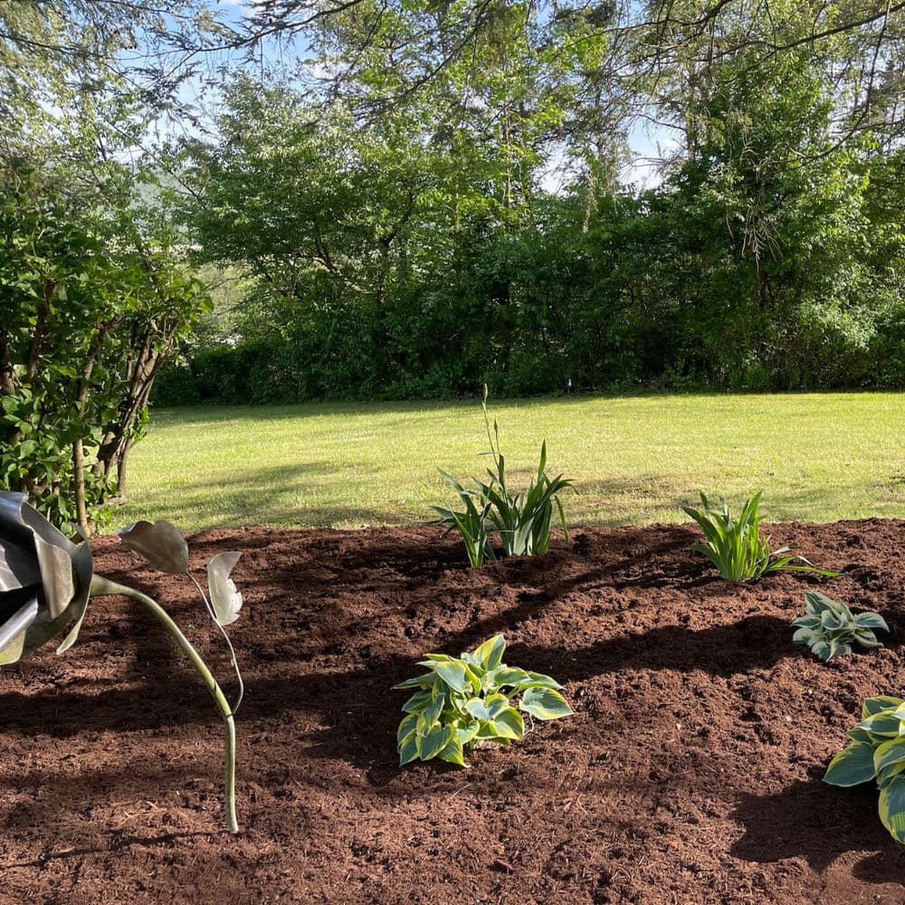 Lush garden with hostas and green grass under a clear sky, surrounded by trees.