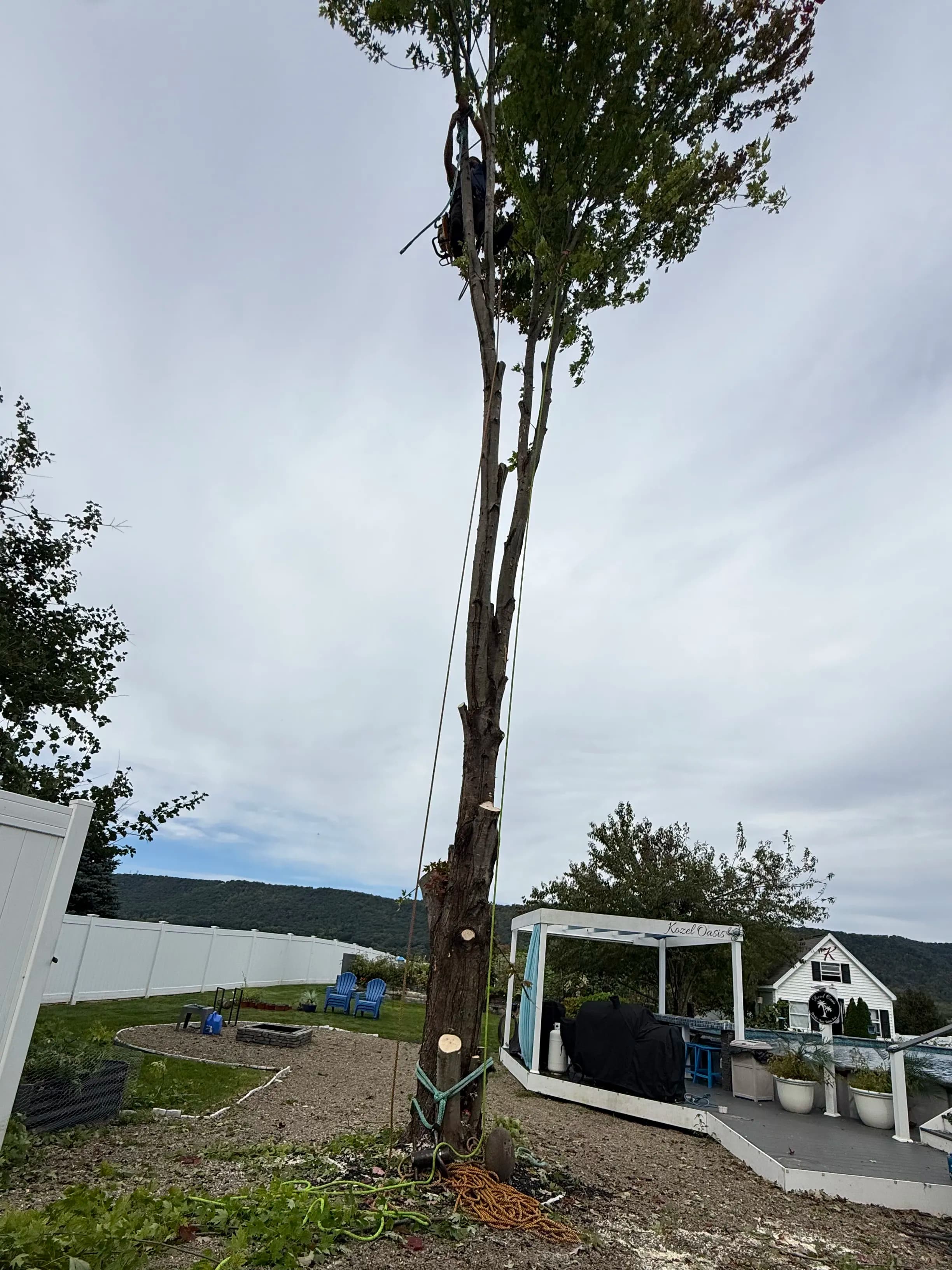 Project Tree Removal Done Right - Safe, Clean, and Efficient image