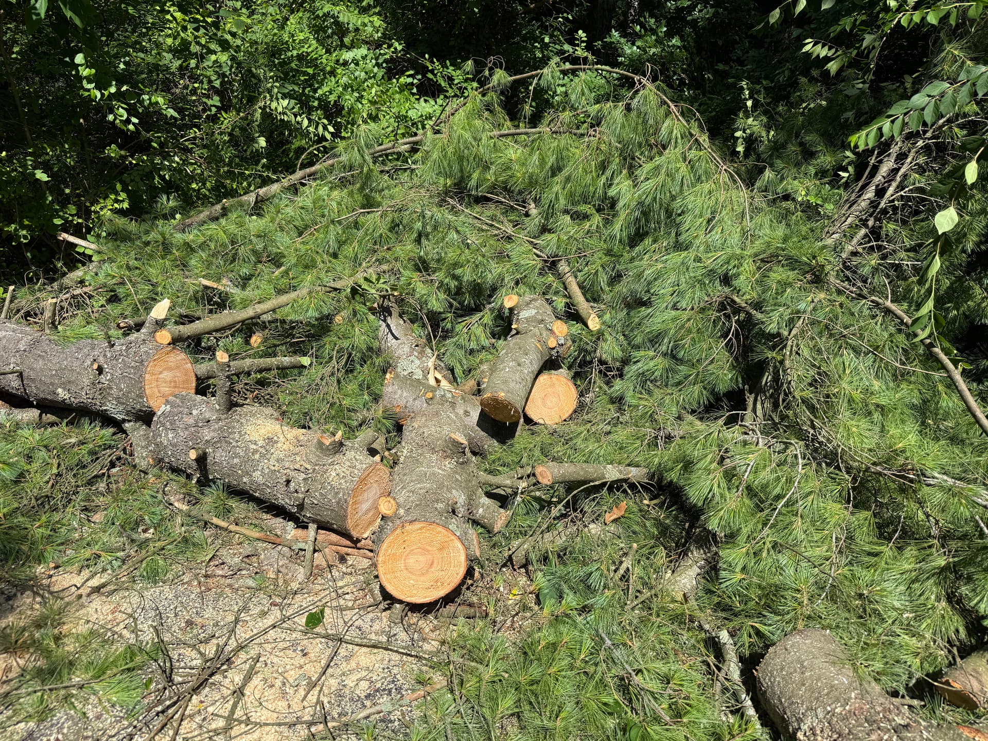 Gallery photos for Storm Debris Blocking Your Driveway? Here's How We Handle It: Image #1