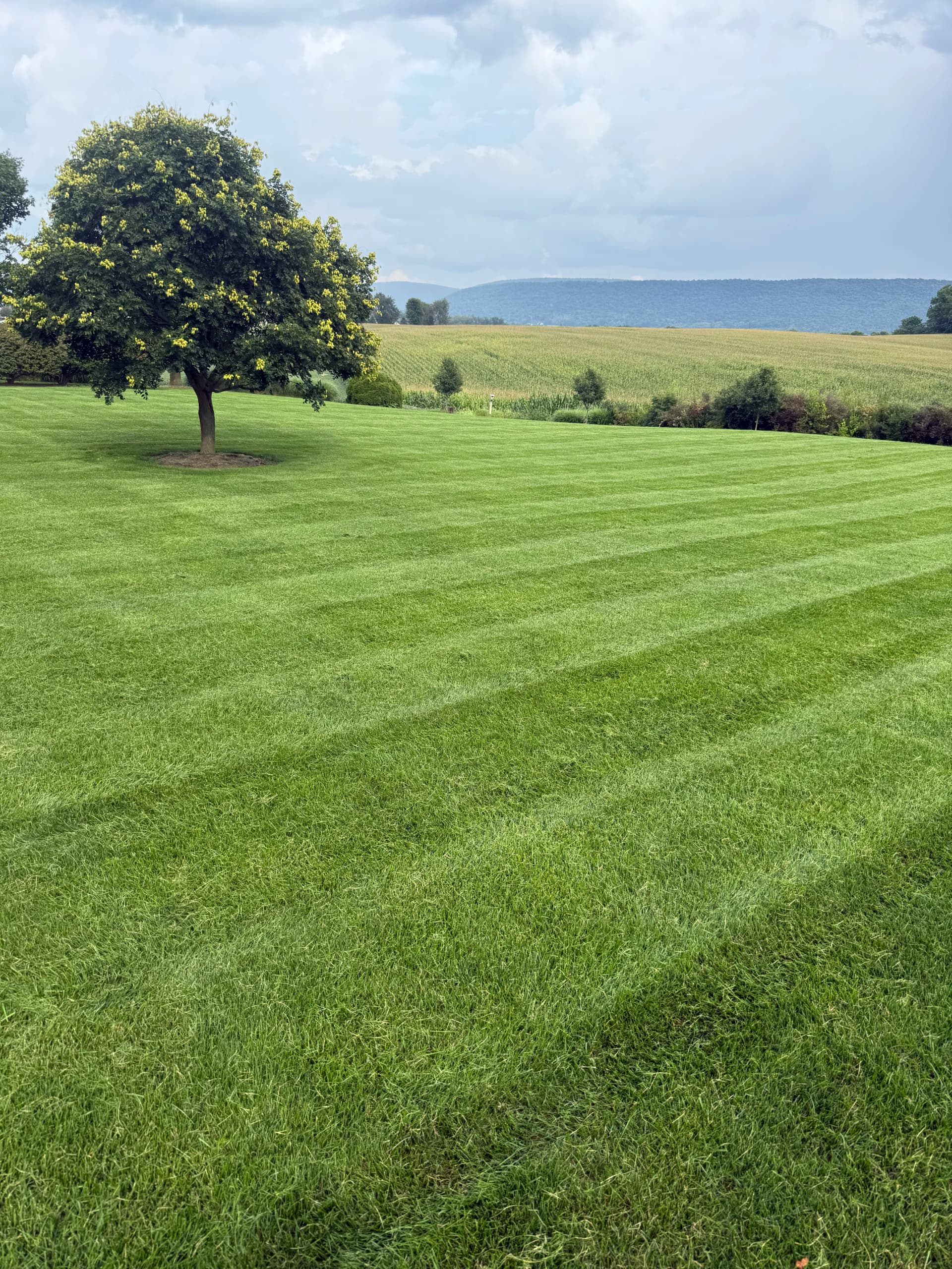 Why a Weekly Mow Schedule Makes Your Lawn Actually Thrive image